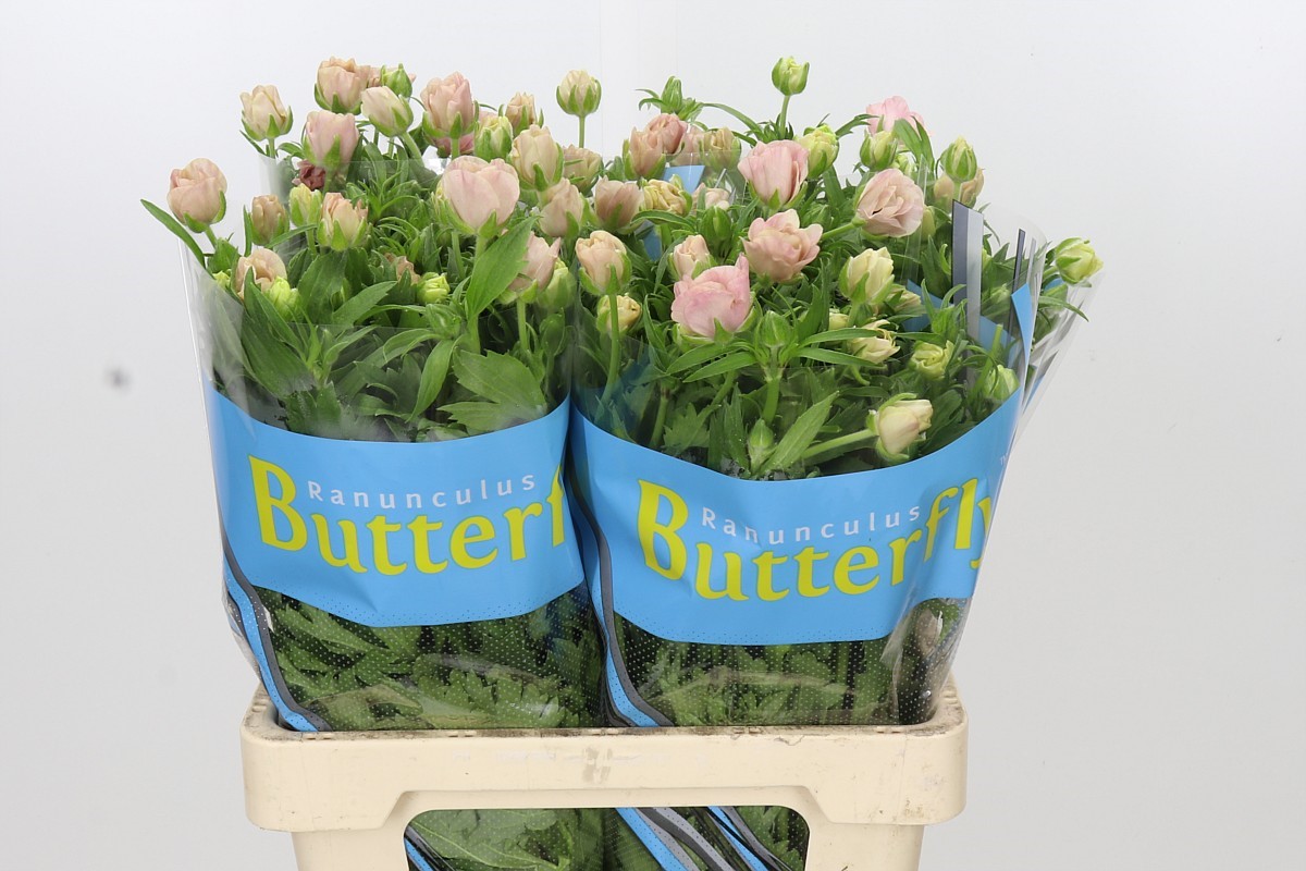 Ranunculus Butterfly Isis 70cm