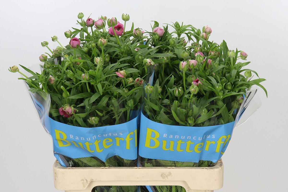 Ranunculus Butterfly Jupiter 60cm