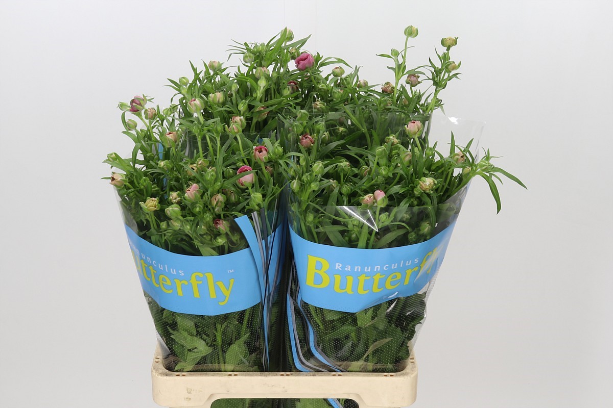 Ranunculus Butterfly Jupiter 70cm