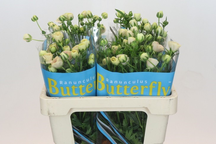 Ranunculus Butterfly Keramo 50cm