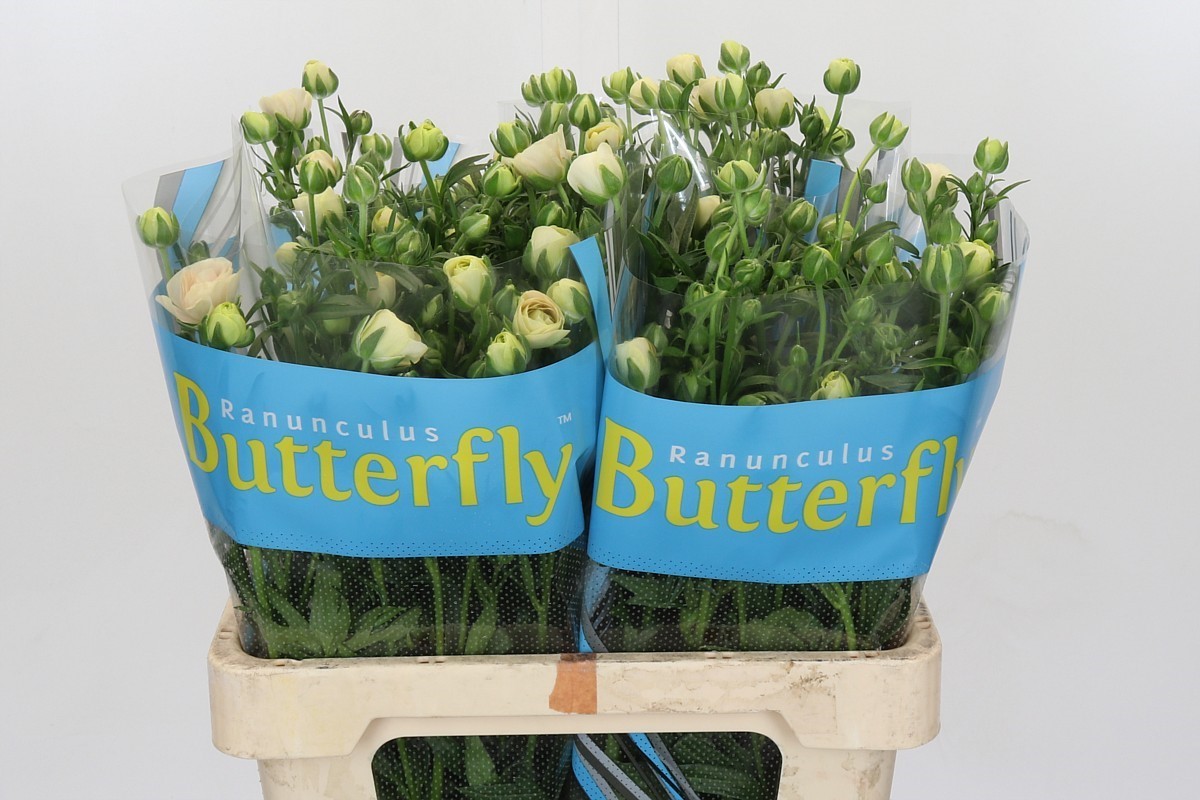 Ranunculus Butterfly Keramo 60cm