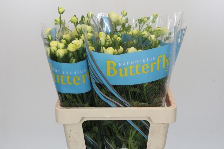 Ranunculus Butterfly Litai 60cm