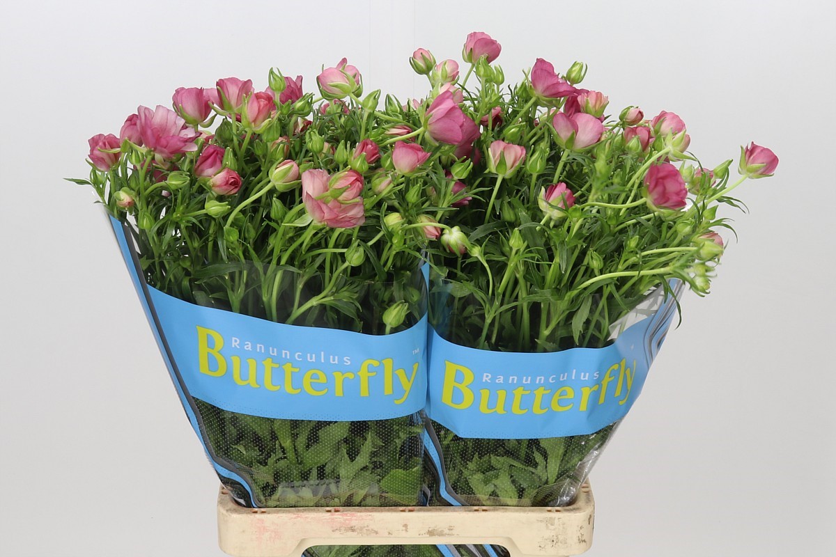 Ranunculus Butterfly Lycia 60cm