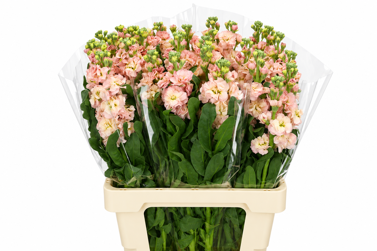 Matthiola Iron Apricot 70cm