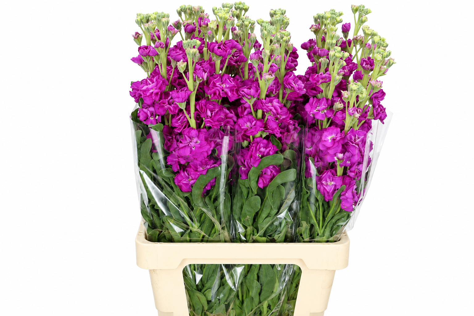 Matthiola Iron Cerise 60cm