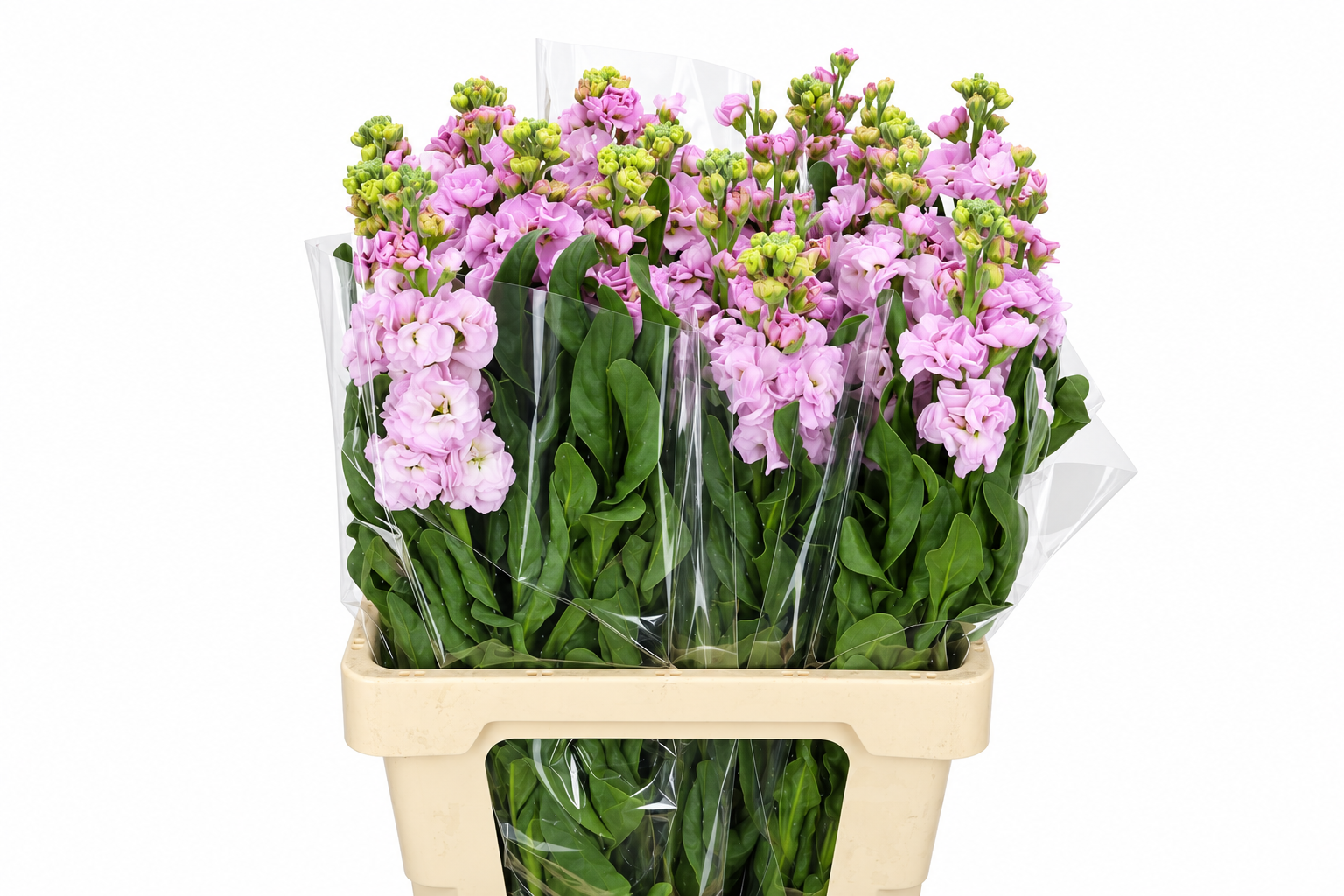 Matthiola Iron Cherry Blossom 60cm