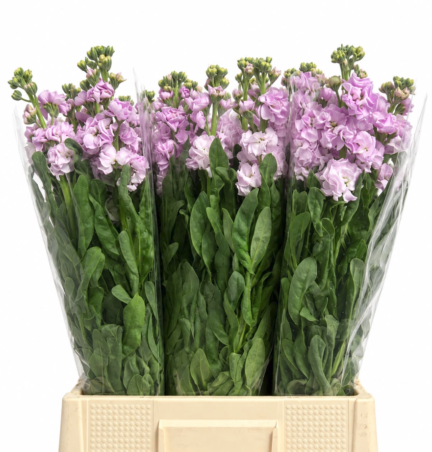 Matthiola Iron Cherry Blossom 70cm
