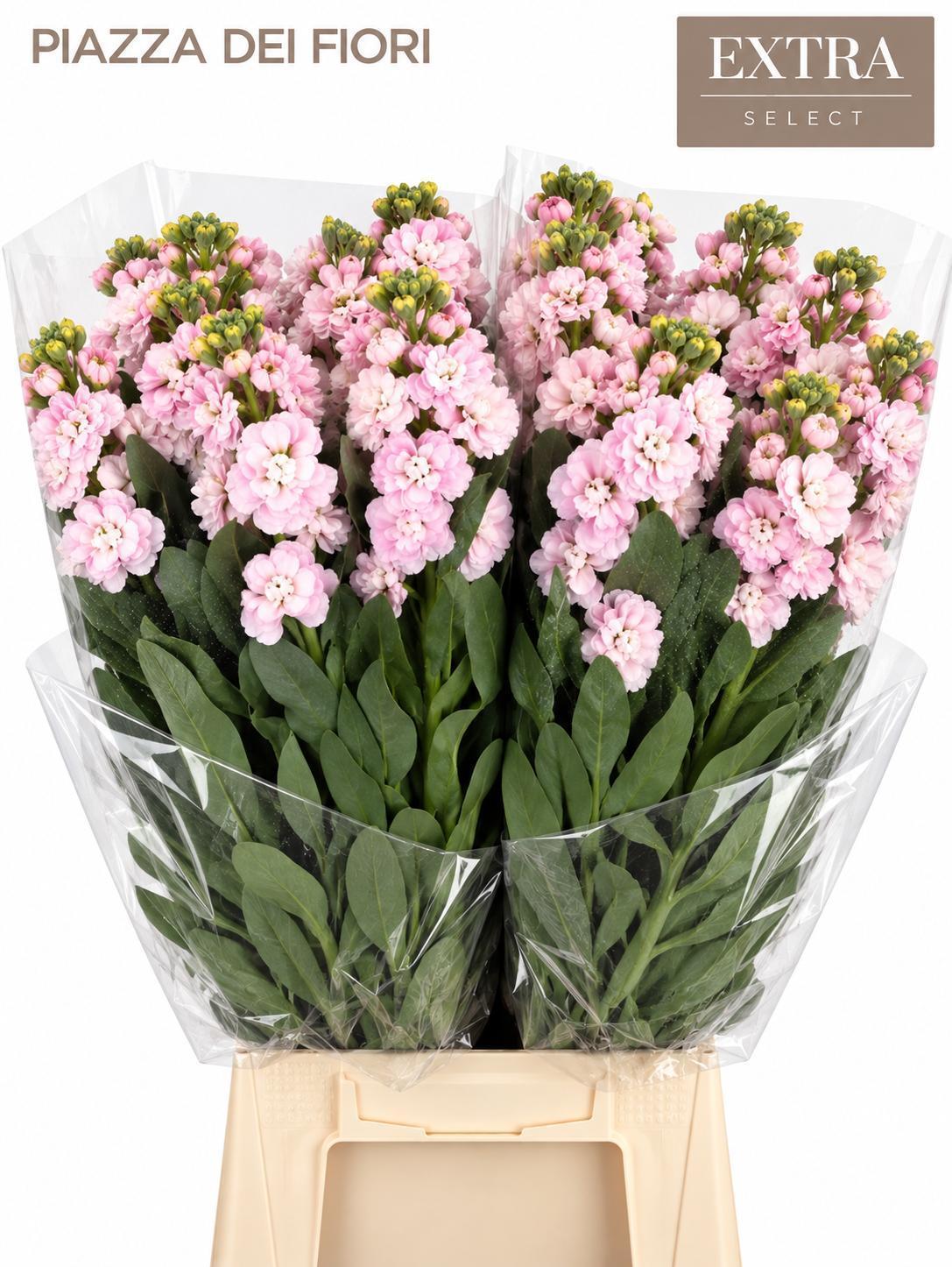 Matthiola Iron Pink 70cm
