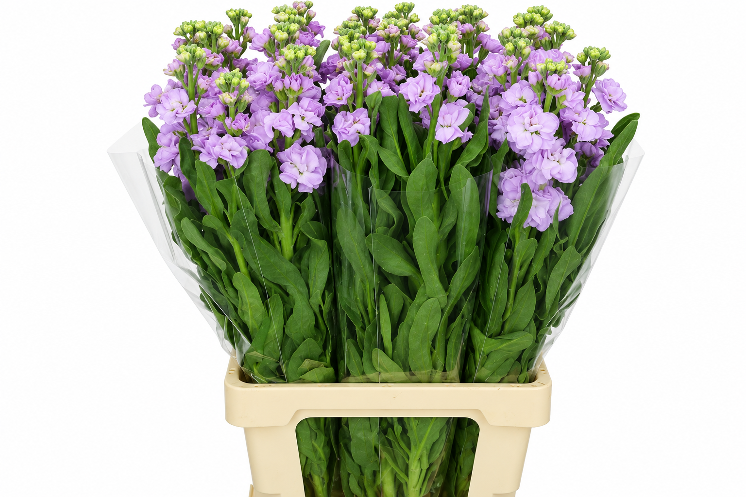 Matthiola Iron Marine 60cm