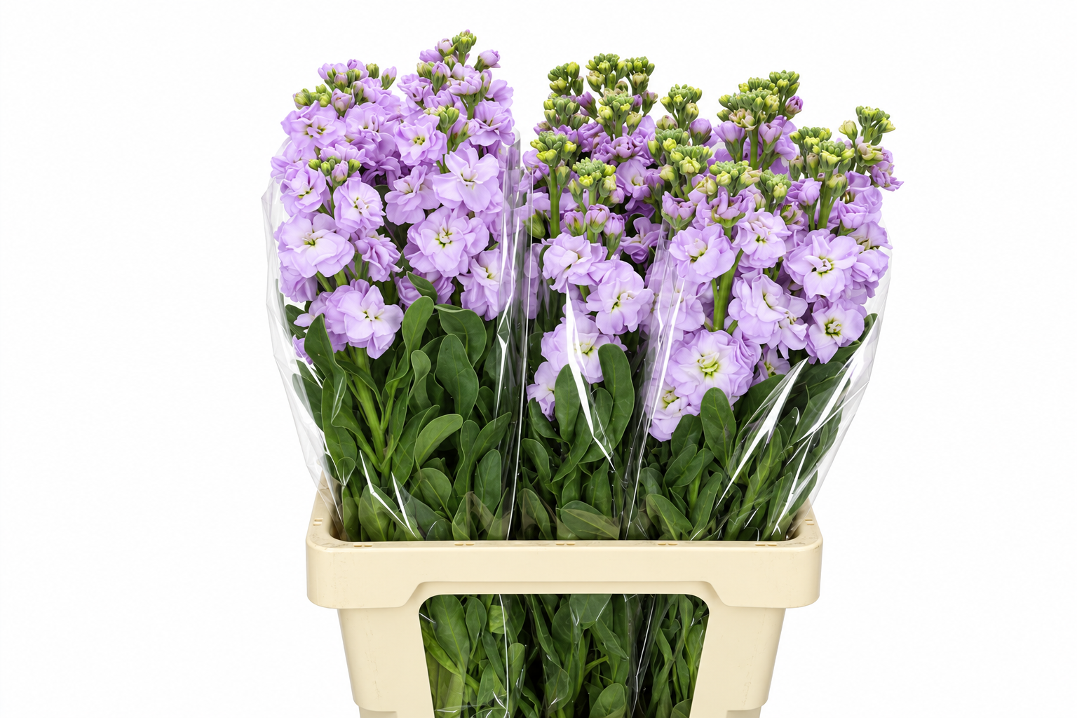 Matthiola Iron Marine 70cm