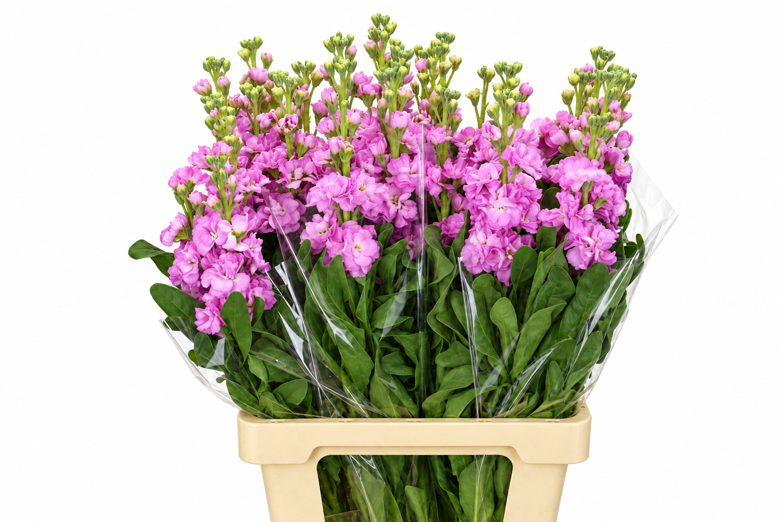 Matthiola Iron Pink 60cm