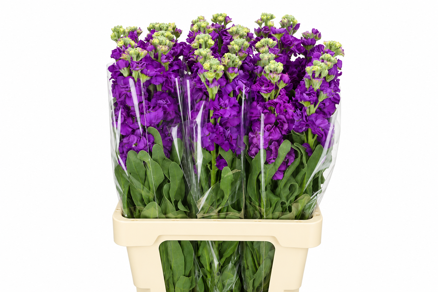 Matthiola Iron Purple 60cm