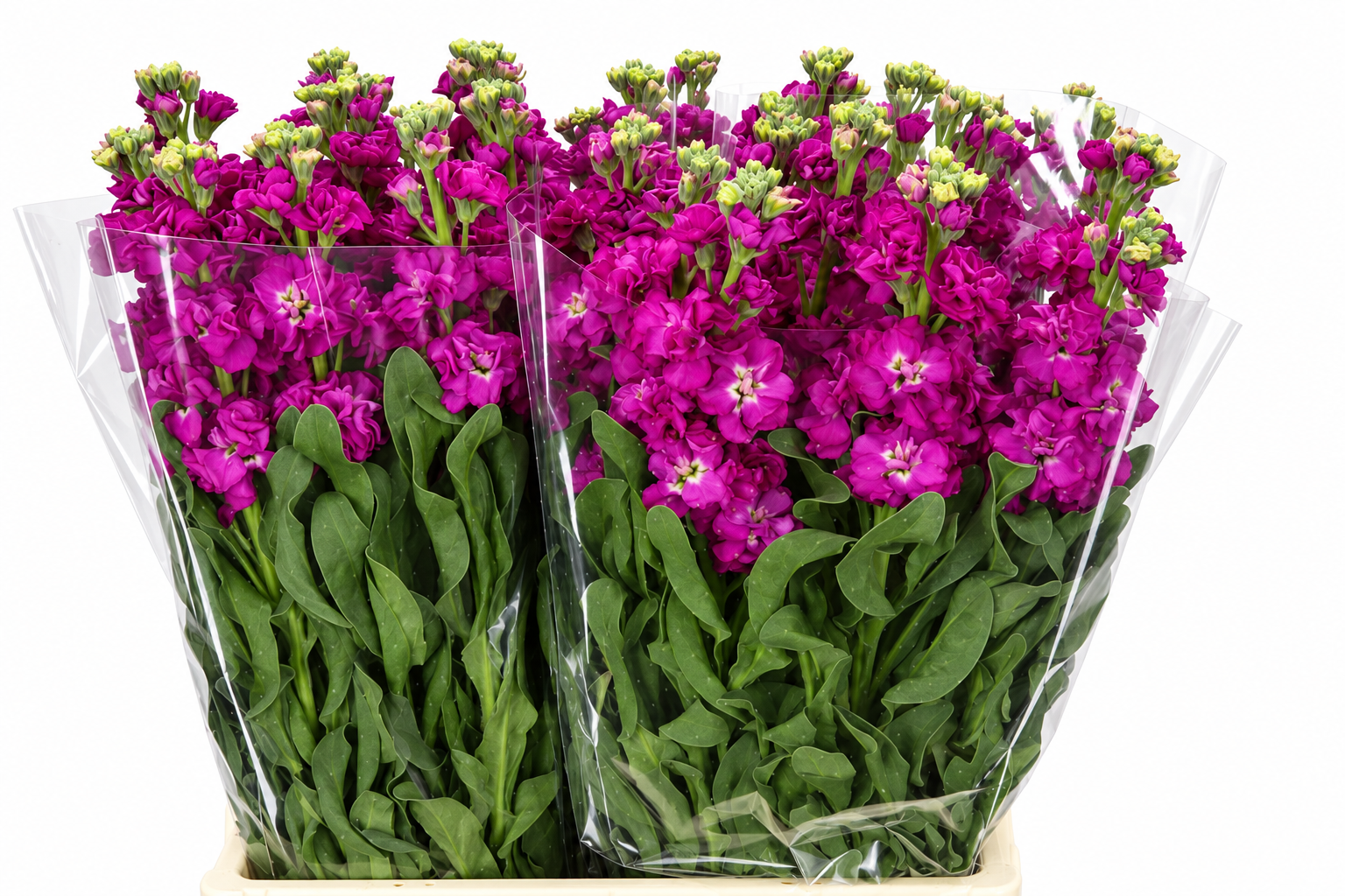 Matthiola Iron Pink 70cm