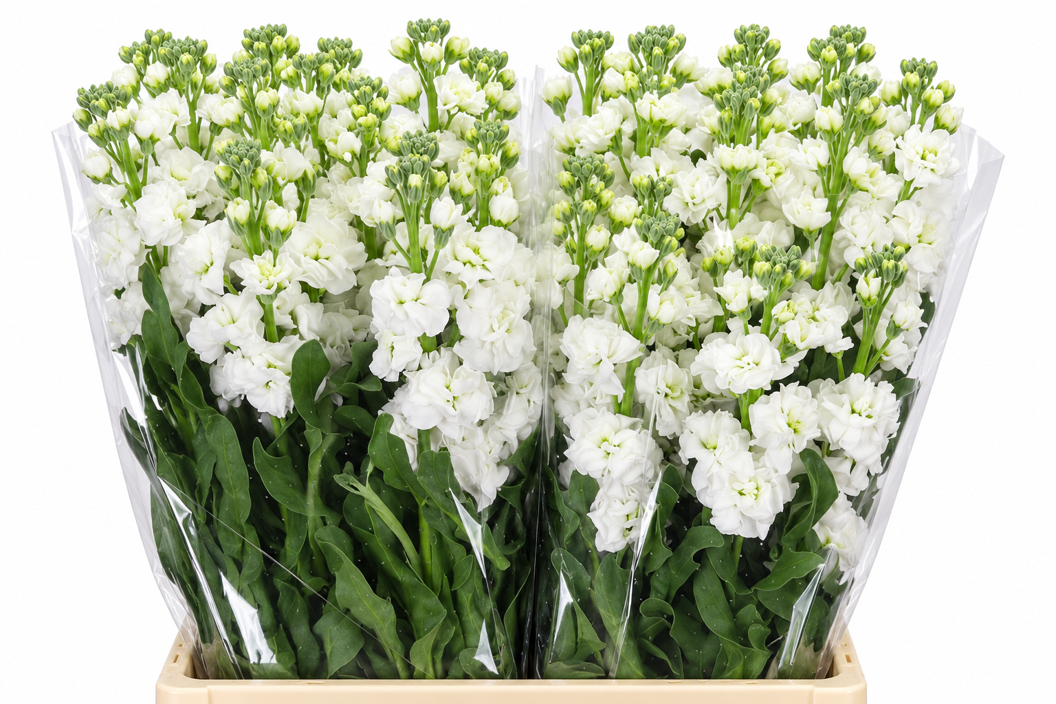 Matthiola Iron White 70cm