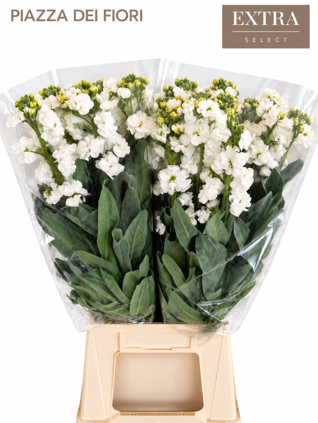 Matthiola Iron White 70cm