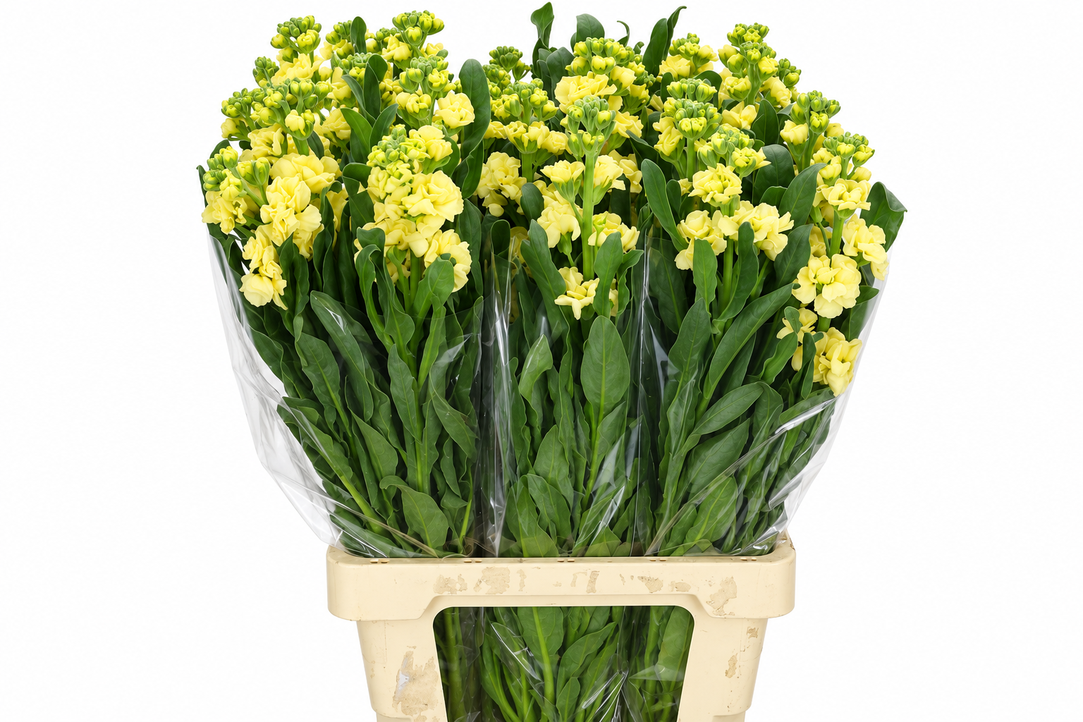 Matthiola Iron Yellow 70cm