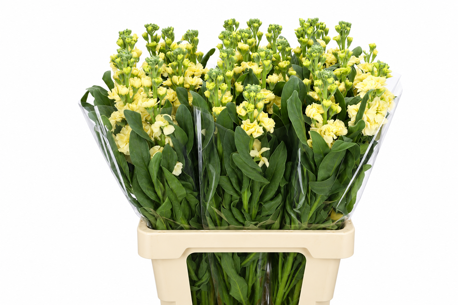 Matthiola Iron Yellow 60cm