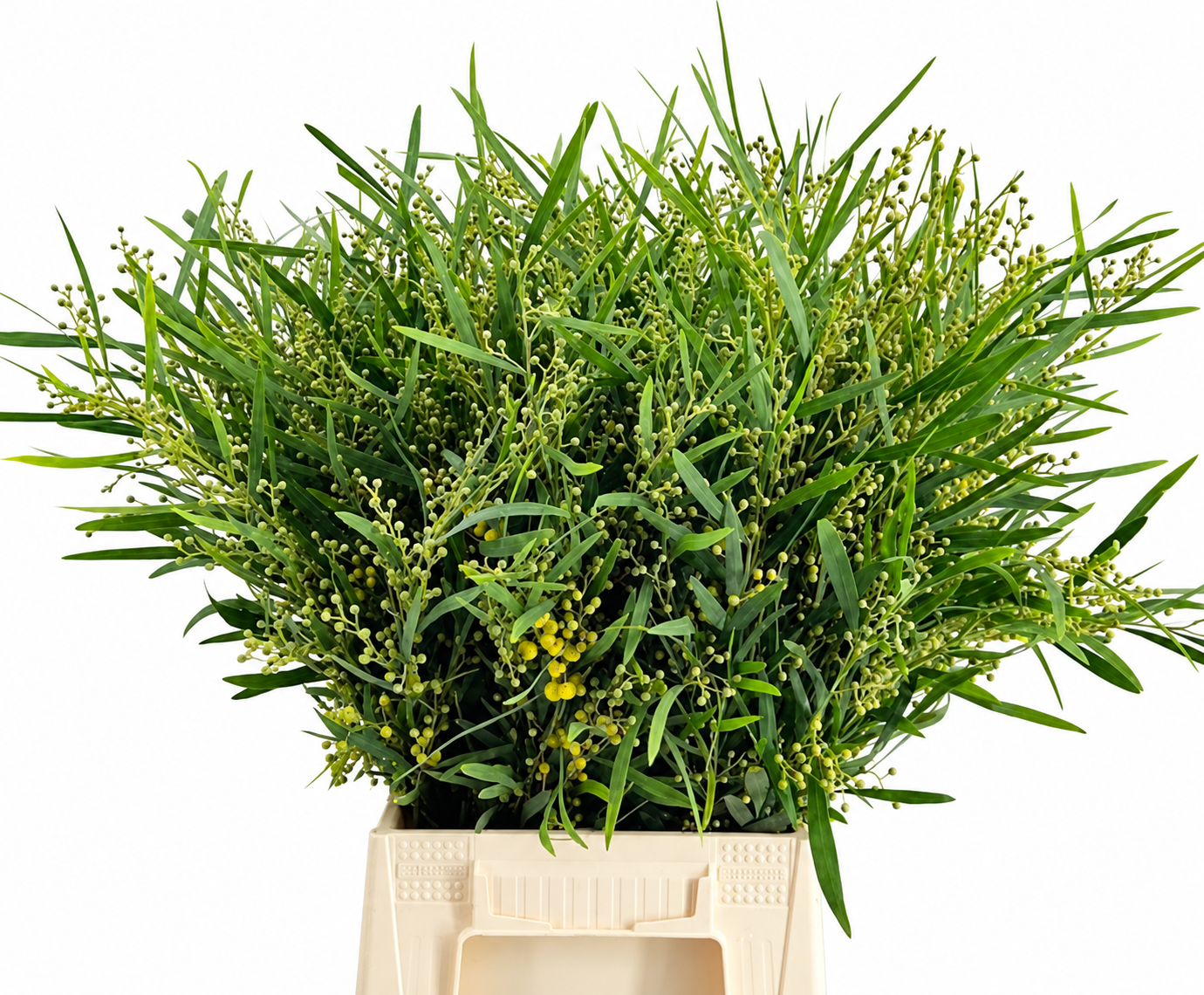 Acacia Decurrens Pb 70cm 200gram