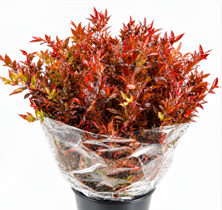 Myrtus Bes 60cm 400gram