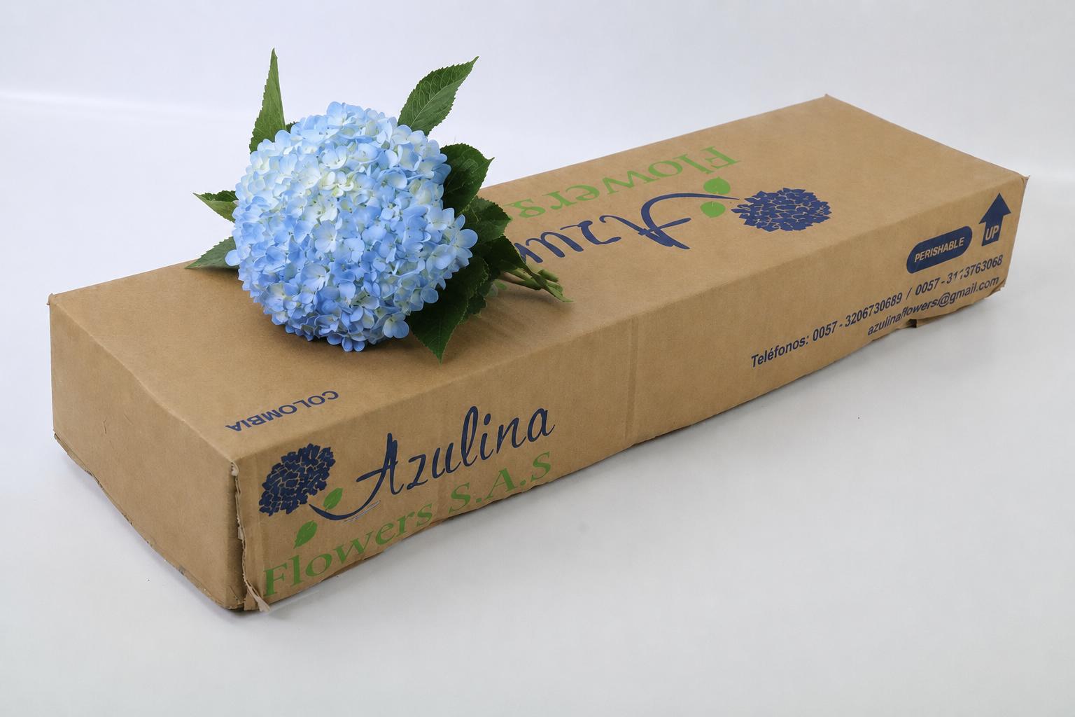 Hydrangea 60cm 16Ø