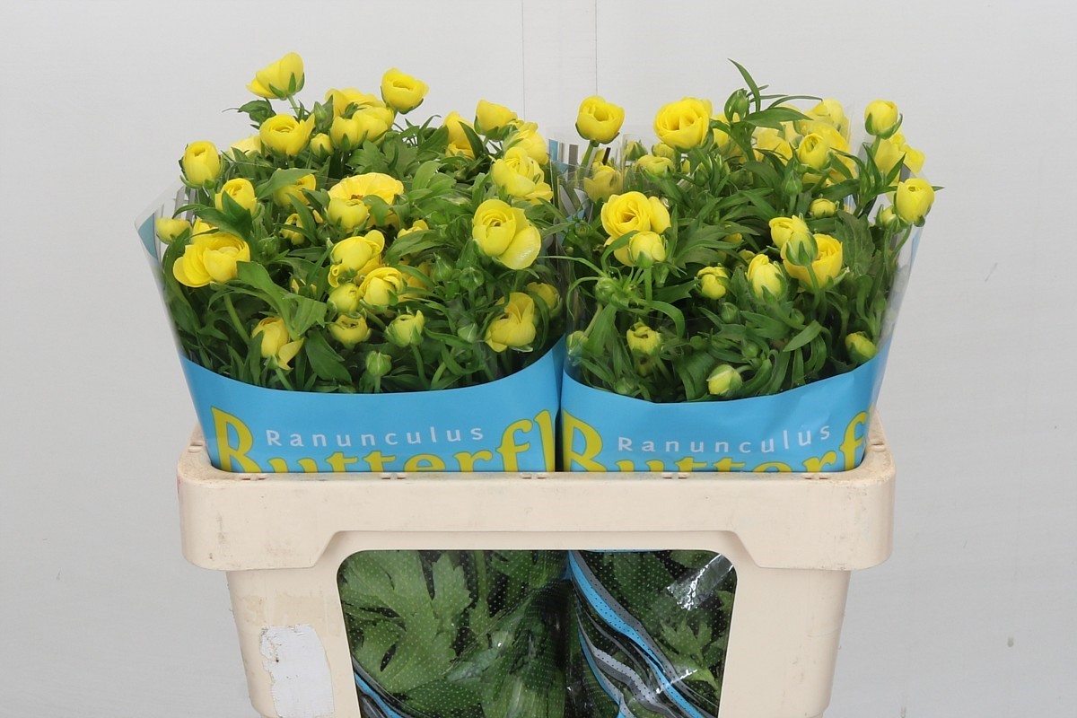 Ranunculus Butterfly Phytalo 50cm