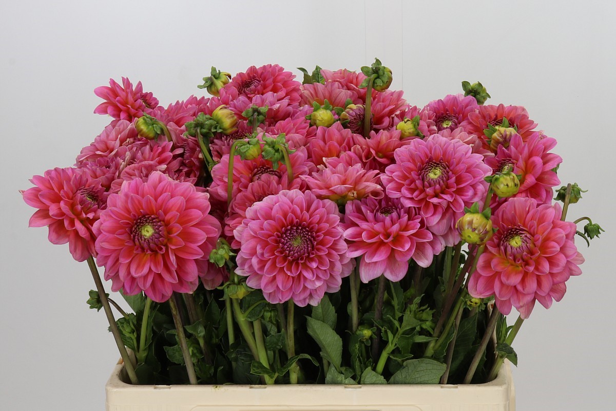 Dahlia Pink Runner 50cm
