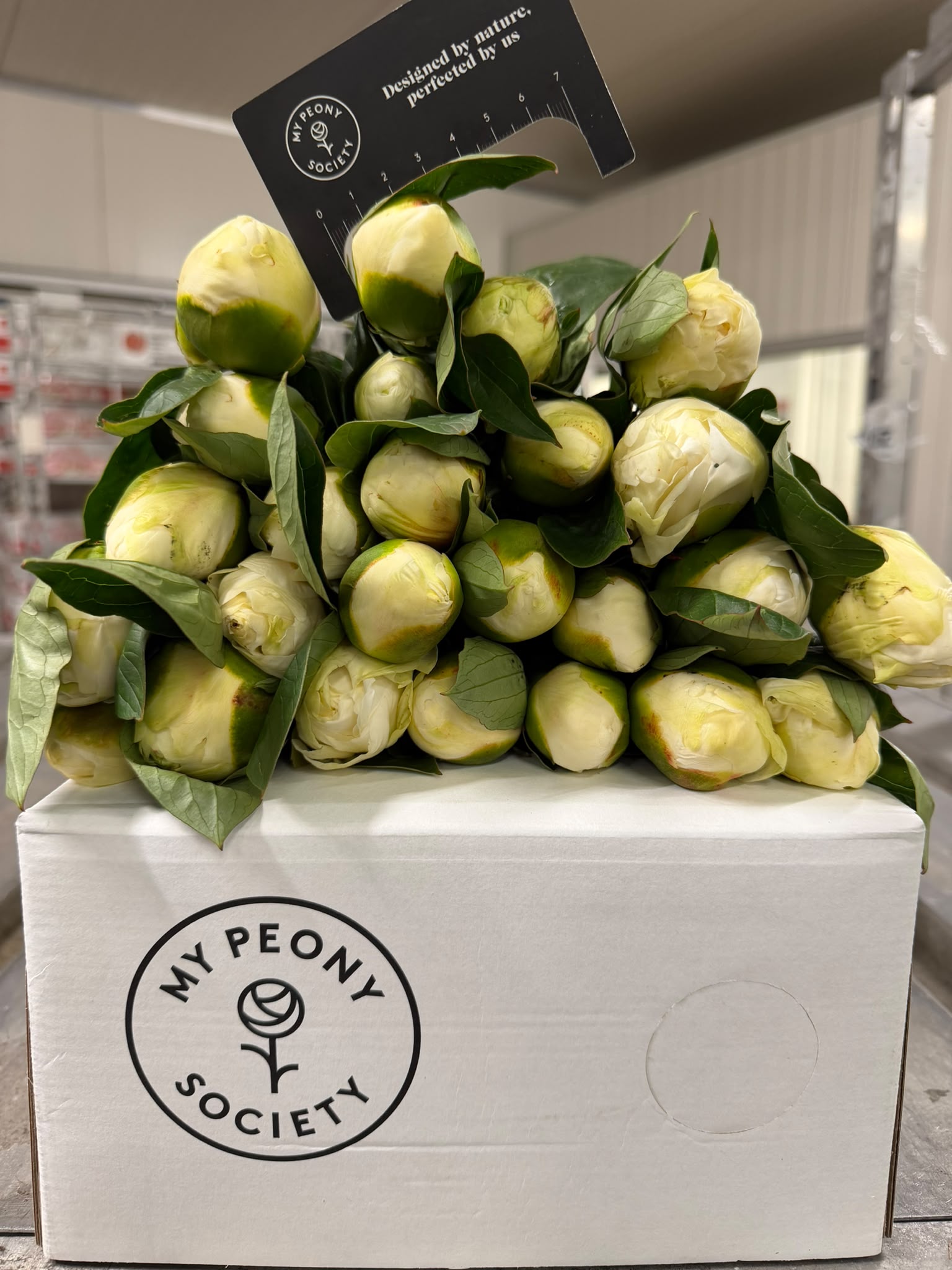 Paeonia Bridal Shower 50cm