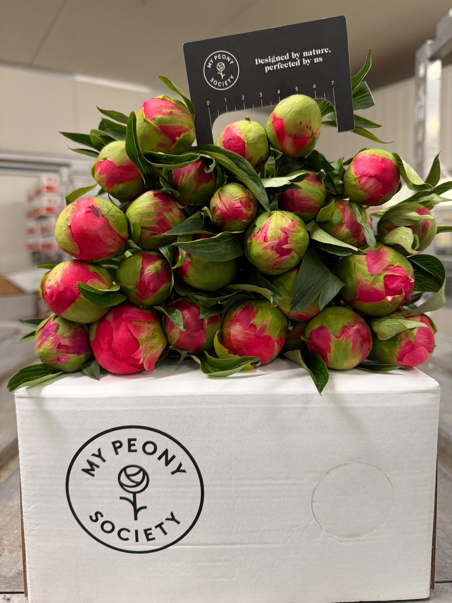 Paeonia Coral Charm 50cm