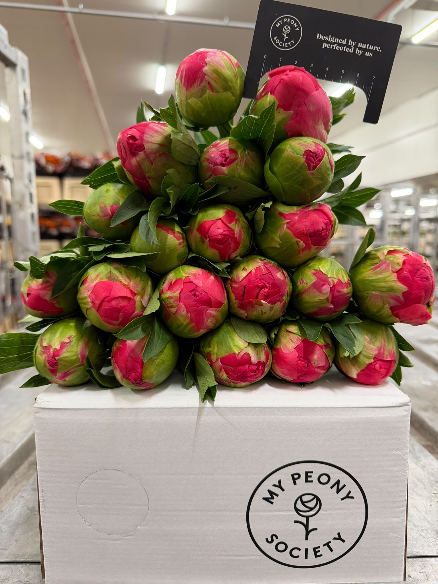 Paeonia Coral Sunset 50cm