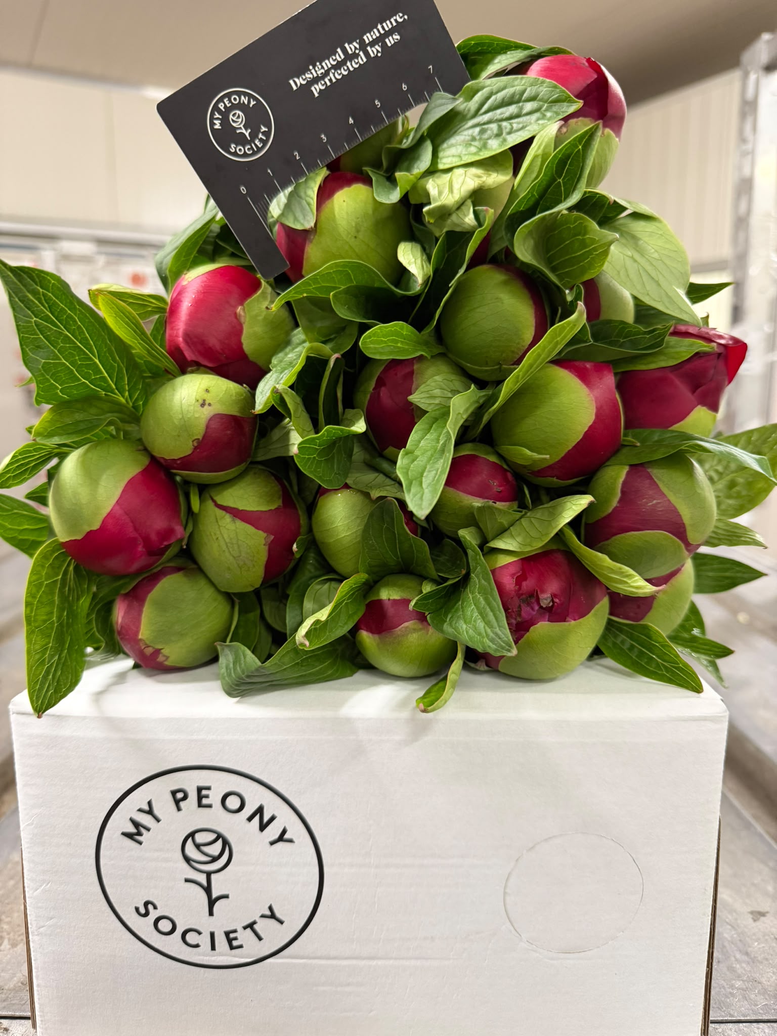 Paeonia Red Charm 50cm