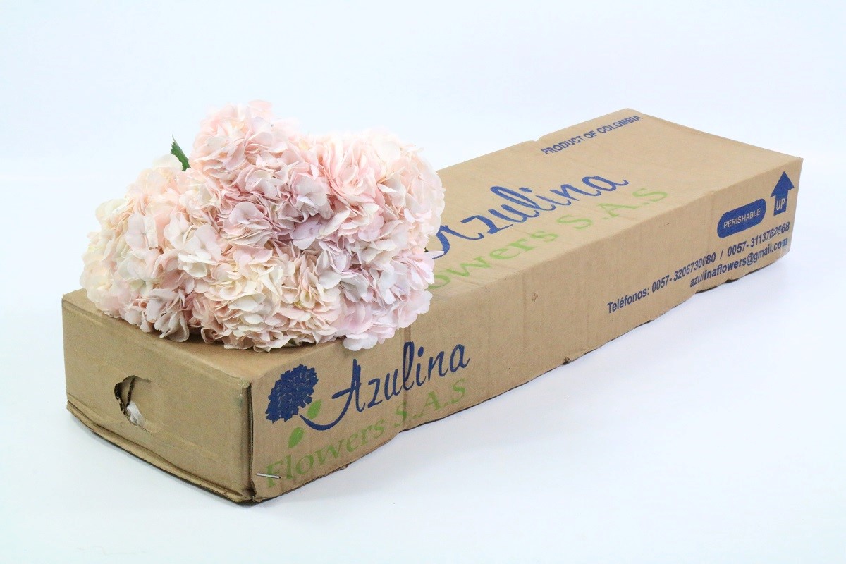 Hydrangea 60cm 17Ø