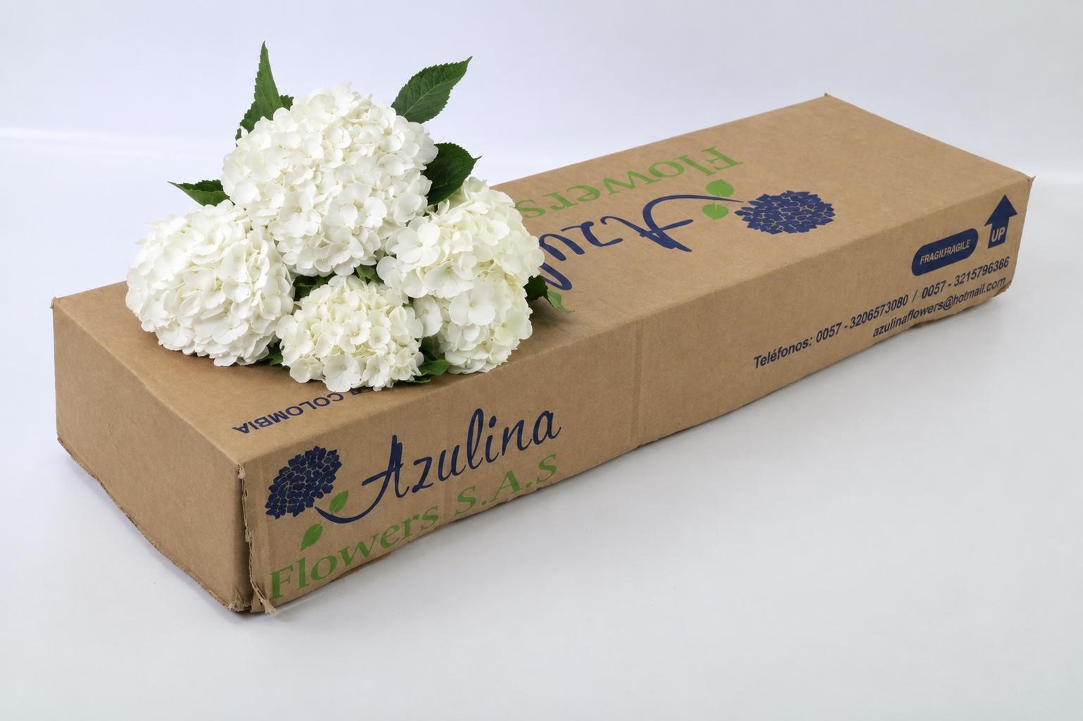 Hydrangea 60cm 16Ø