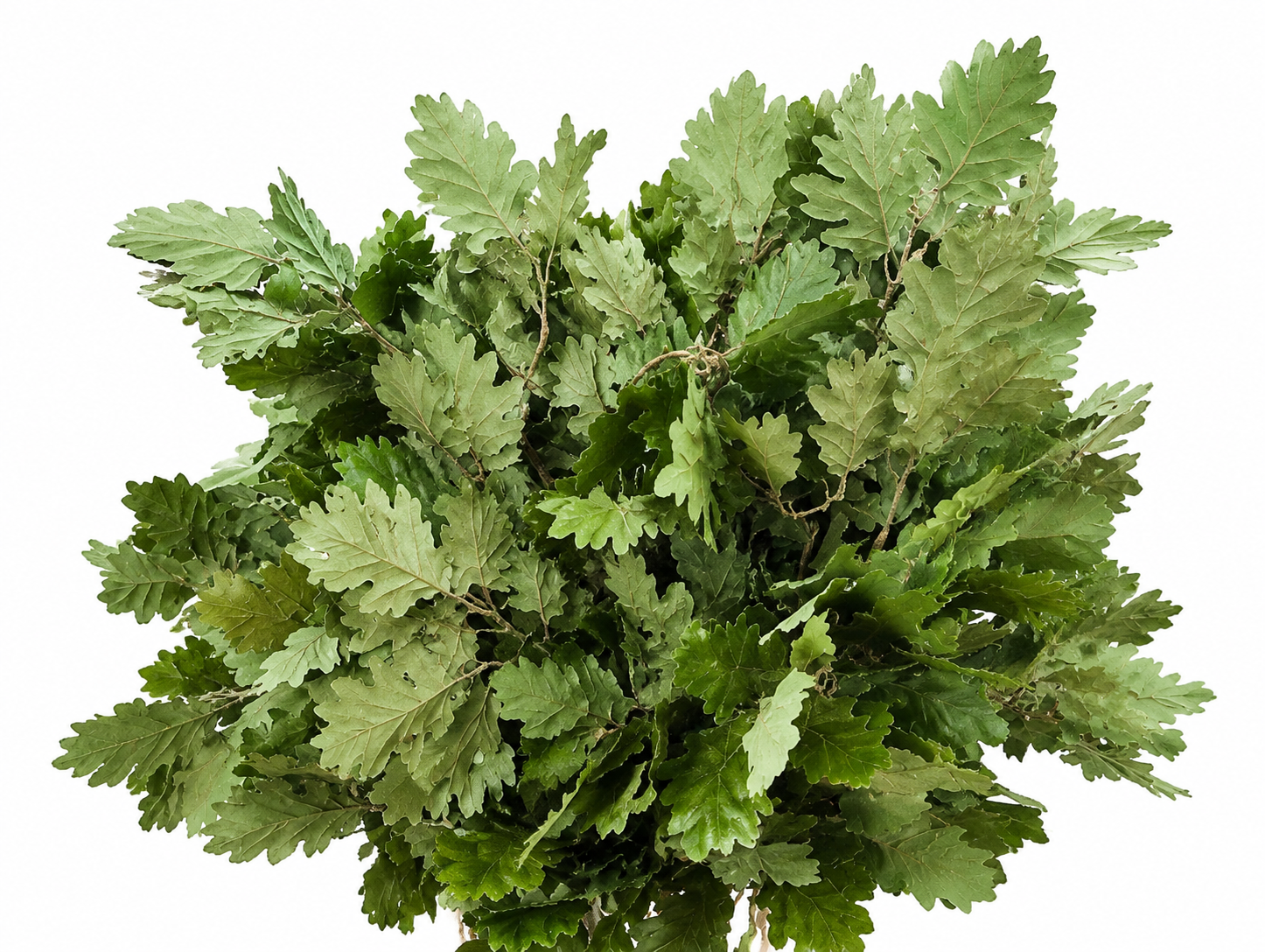 Querc Ov Klb H% 60cm 150gram