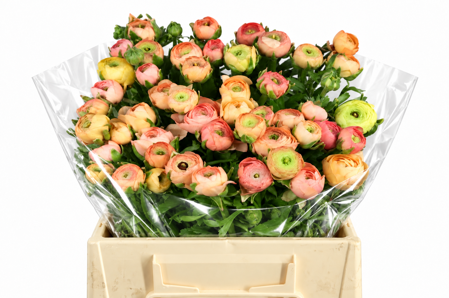 Ranunculus Elegance Pastel 35cm