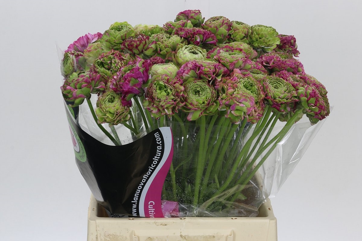 Malva Ranunculus Ranunculus Pon Pon Malva | Coloríginz