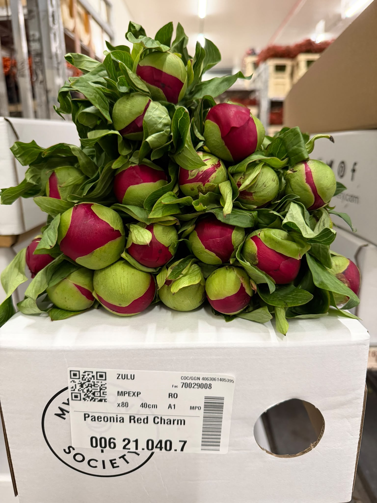 Paeonia Red Charm 40cm