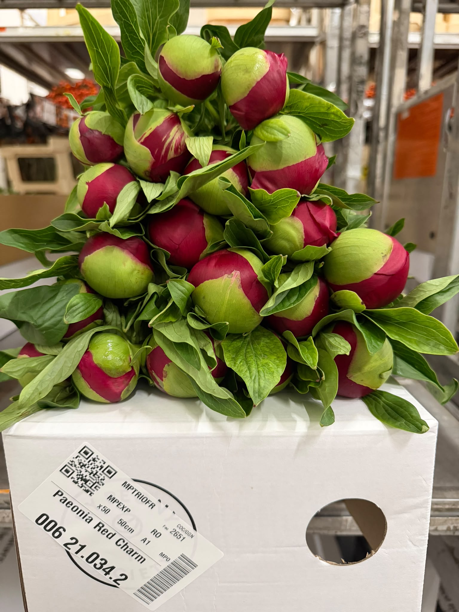 Paeonia Red Charm 50cm
