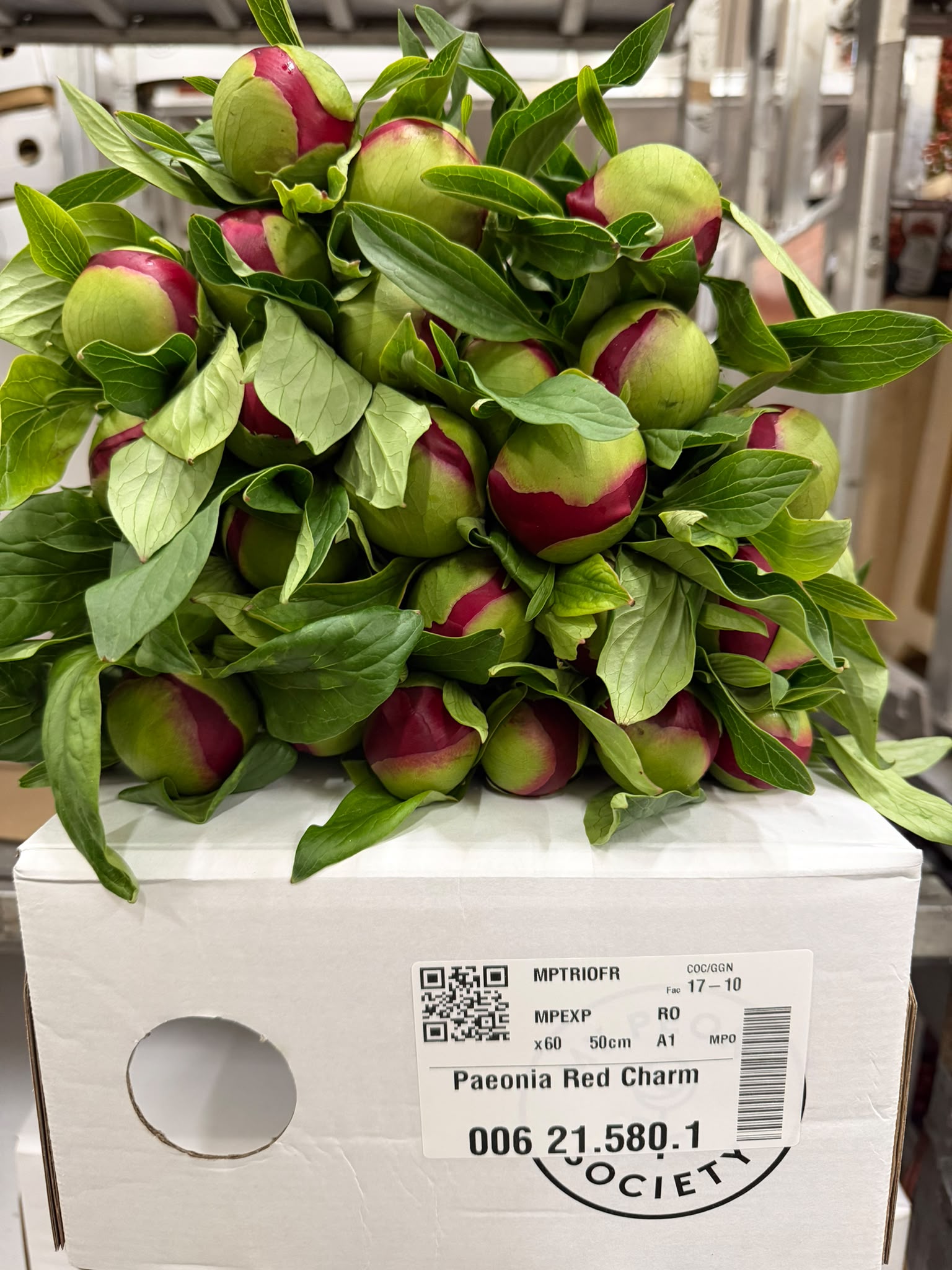 Paeonia Red Charm 50cm