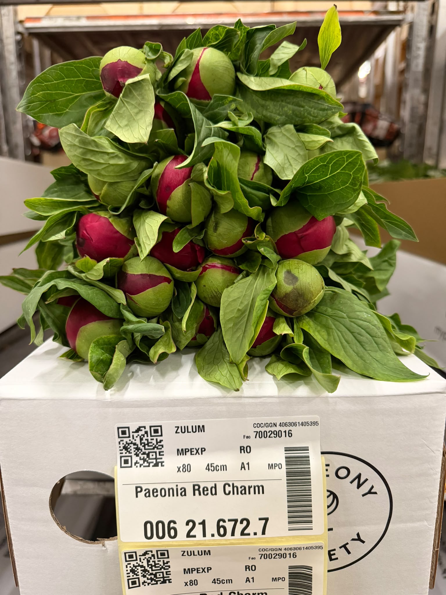 Paeonia Red Charm 50cm