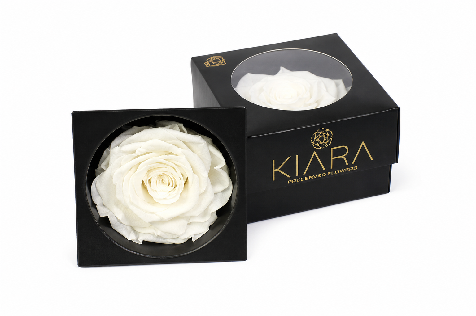 Rosa Preserved Pure White Solitarie