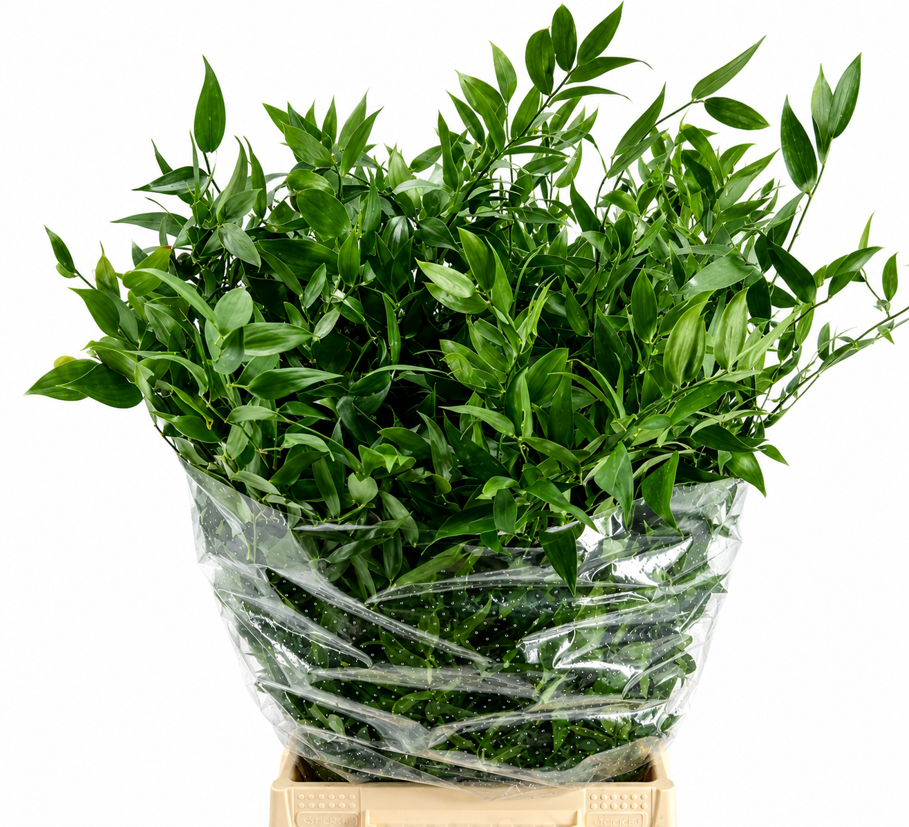 Ruscus Aculeatus Bunch 100gram