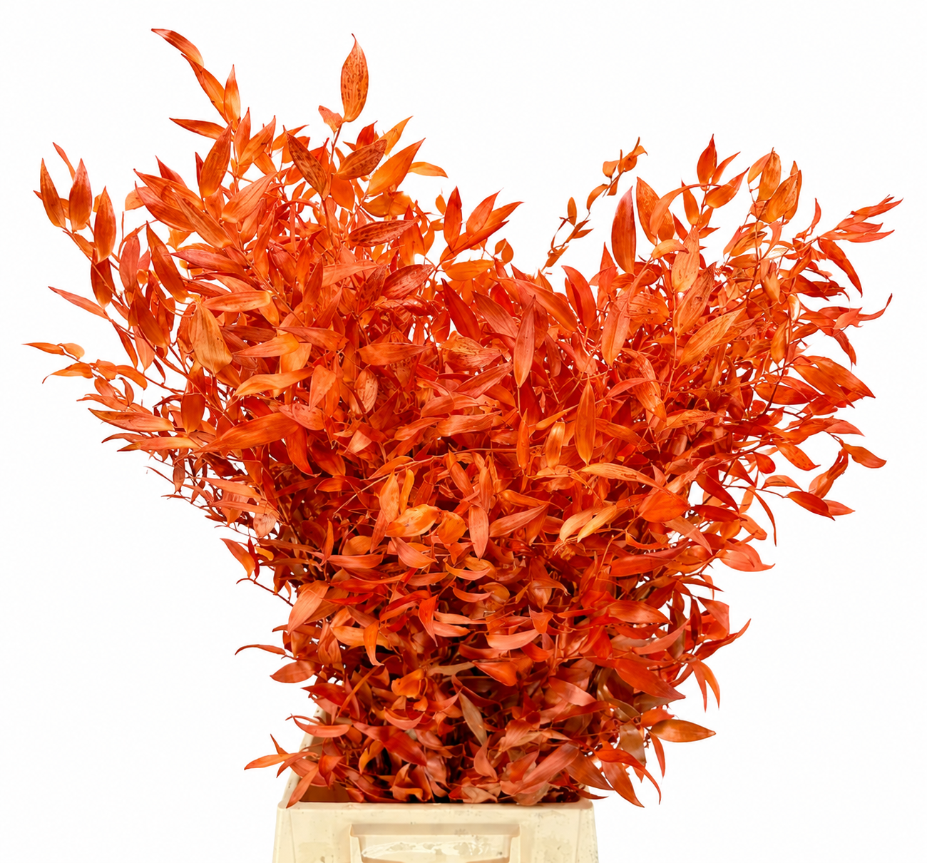 Ruscus Color Treated 100gram