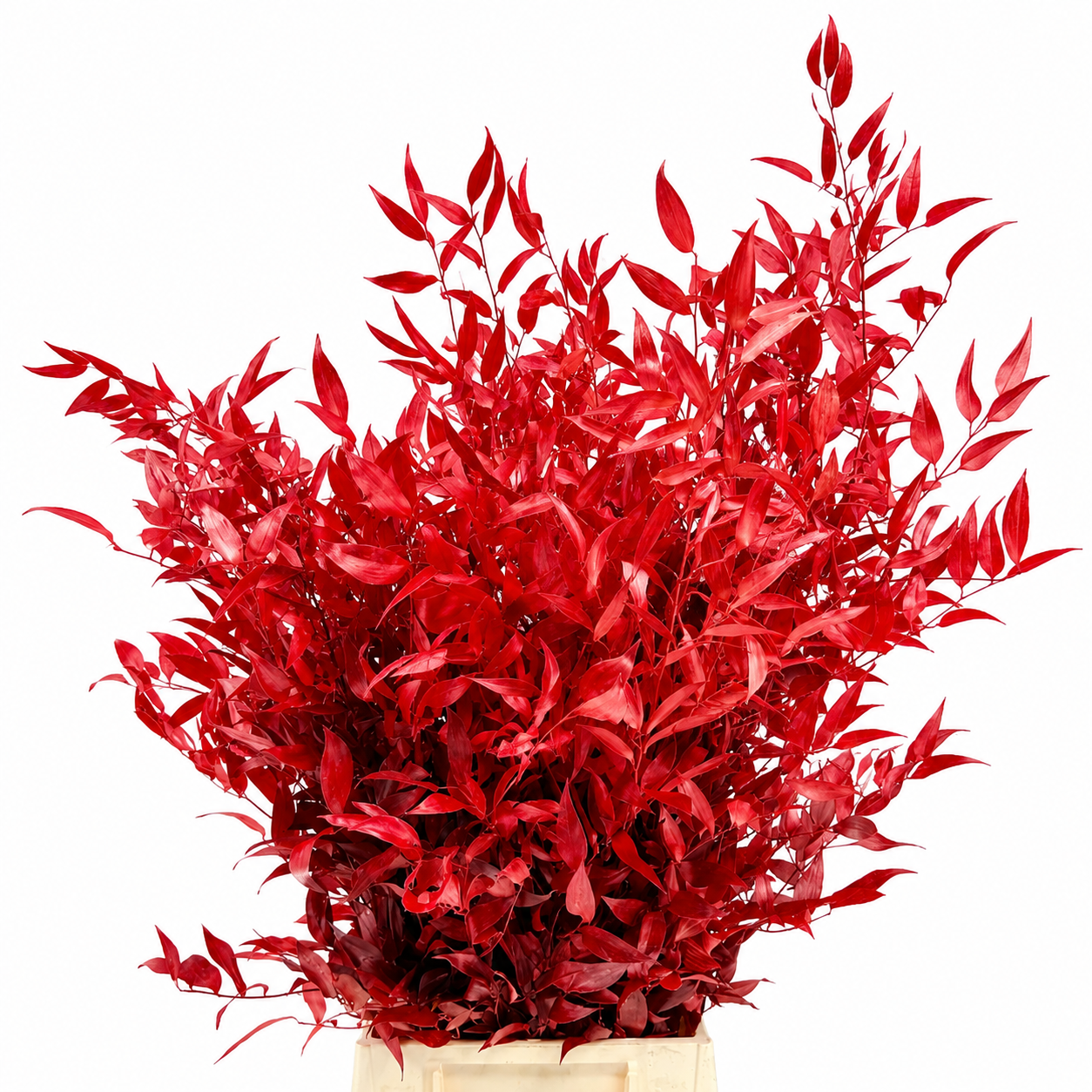 Ruscus Color Treated 100gram