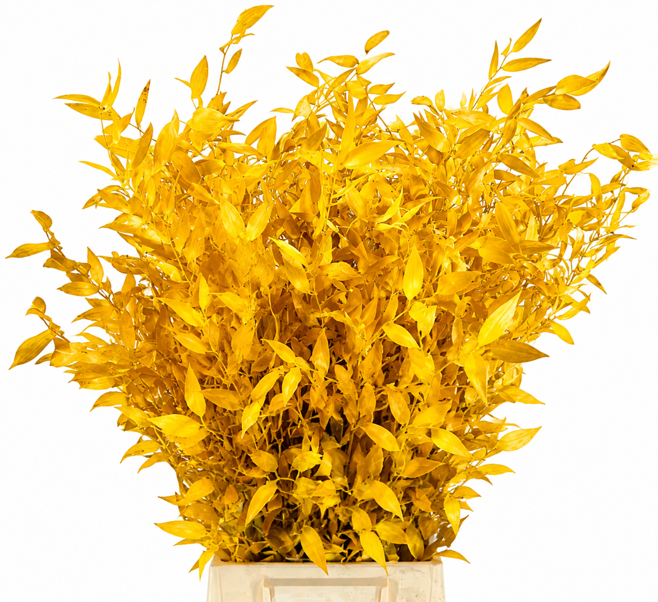 Ruscus Color Treated 100gram