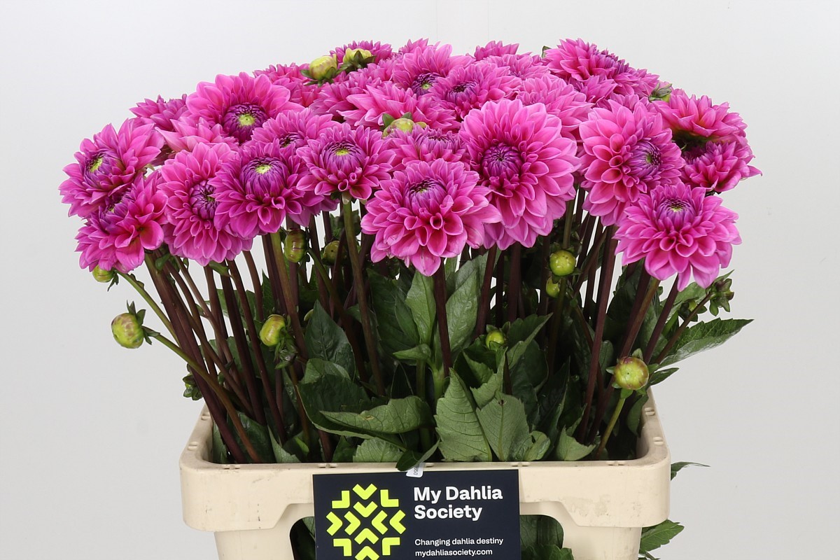 Dahlia Sandra 50cm