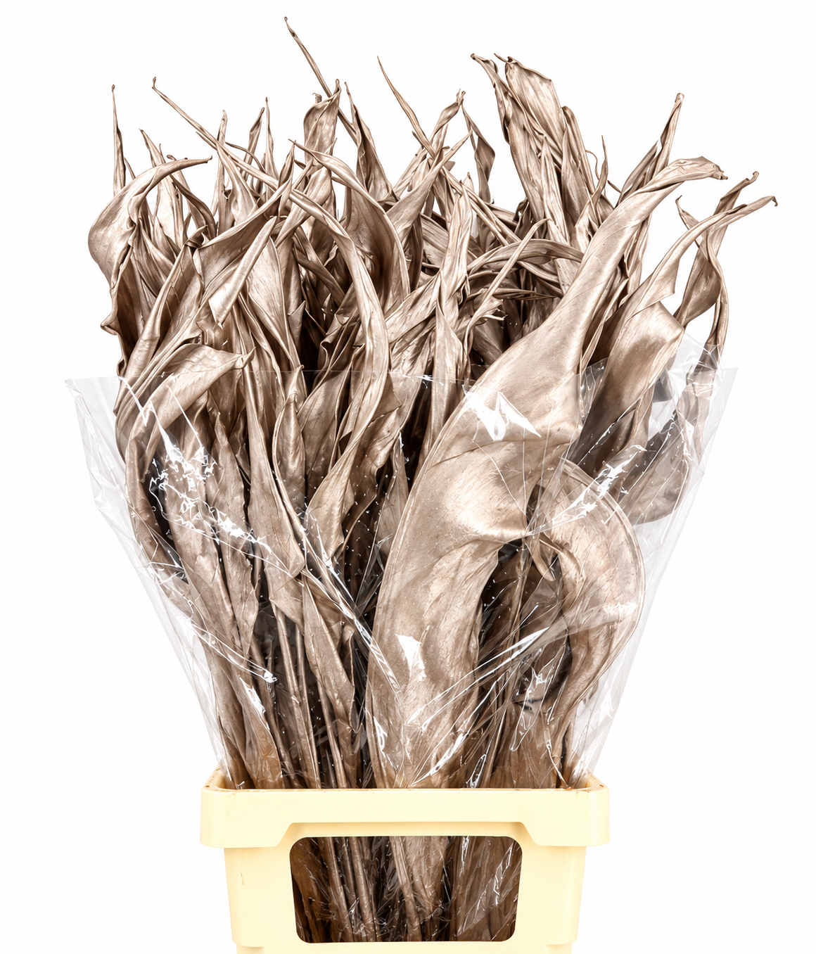 Strelitzia Leaves 100cm