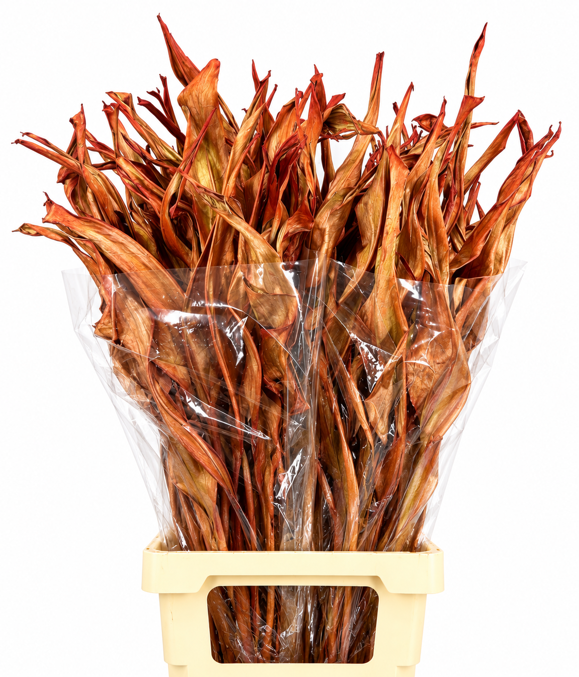 Strelitzia Leaves 100cm