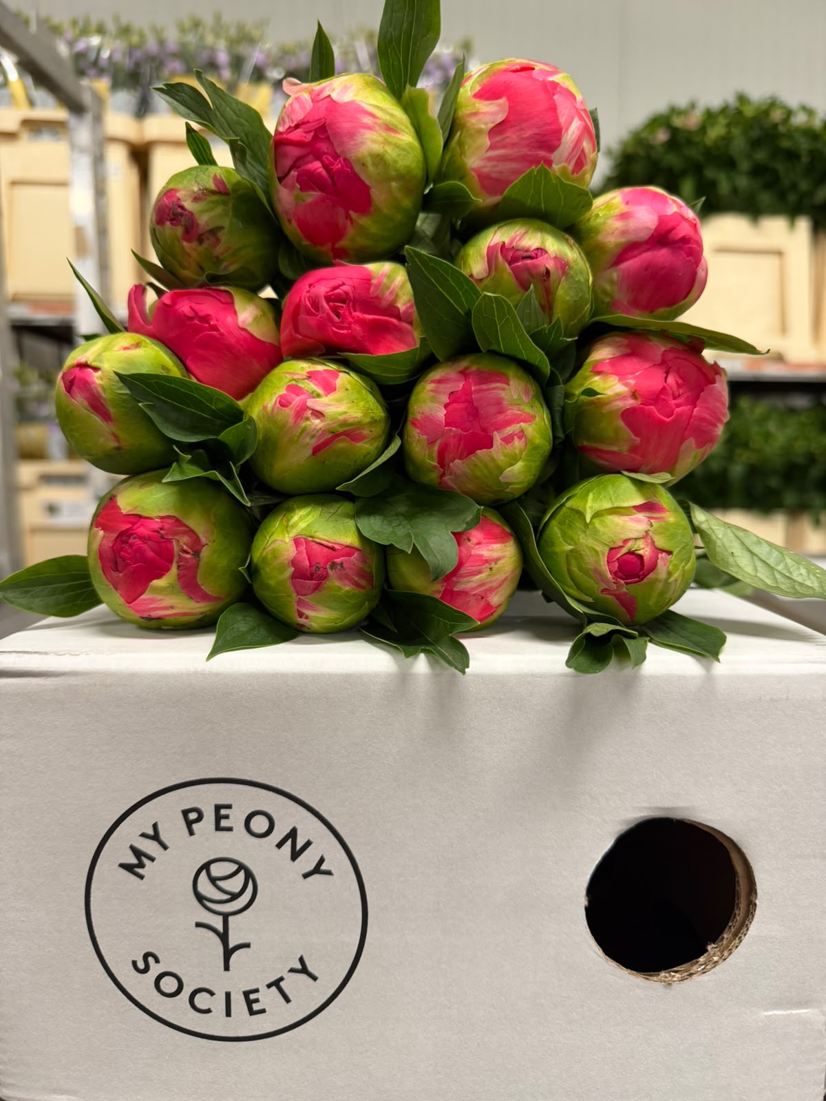 Paeonia Coral Sunset 50cm