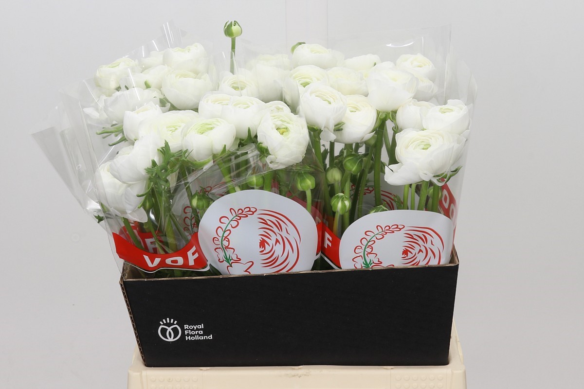 Ranunculus Elegance White 45cm