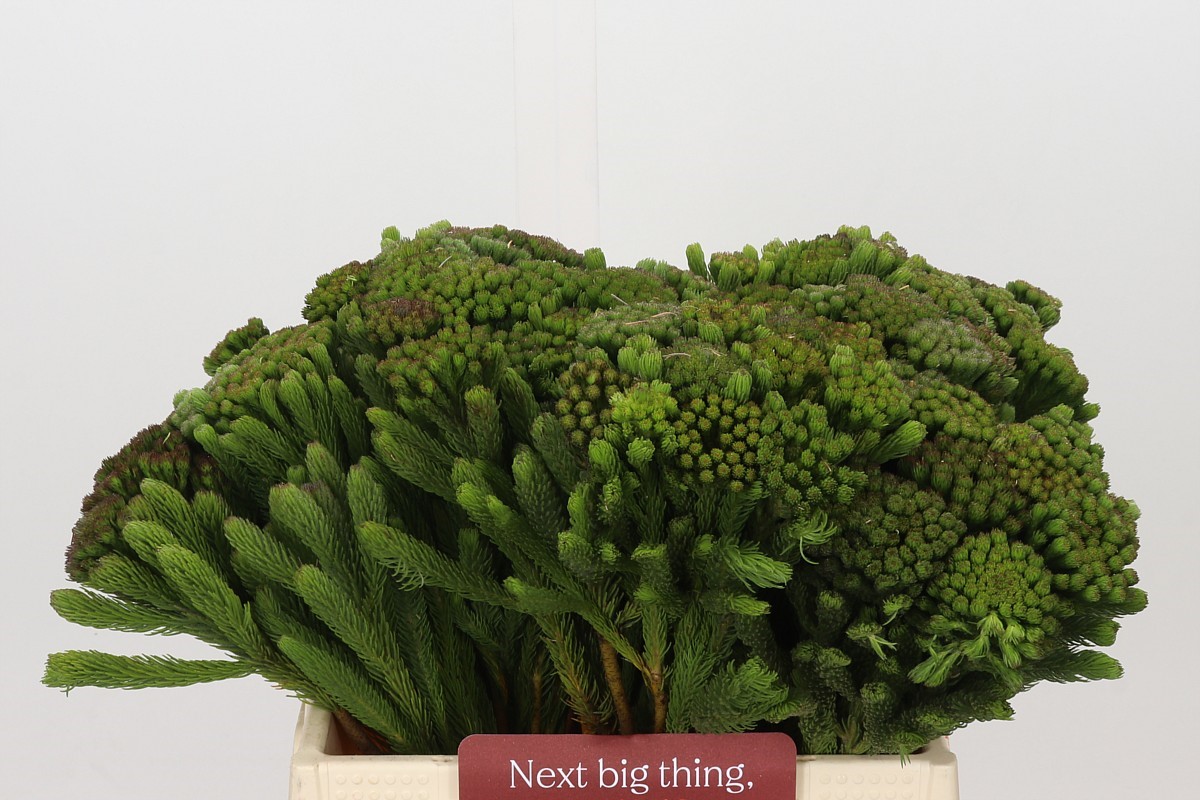 Brunia Albiflora Bunch 40cm